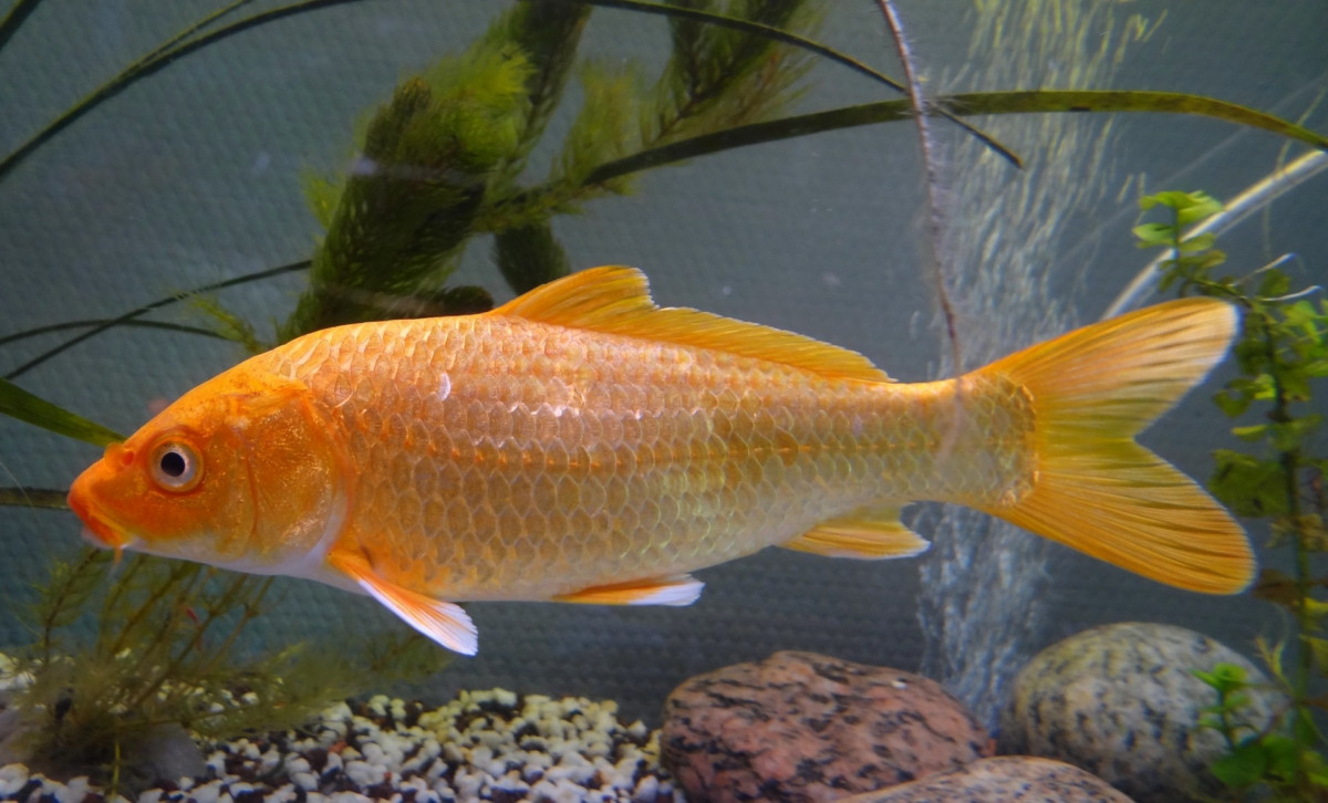 Fish io