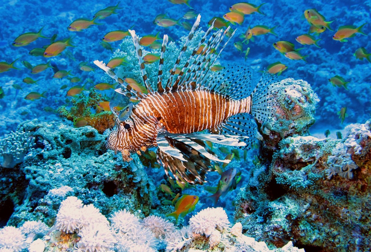 Fish io