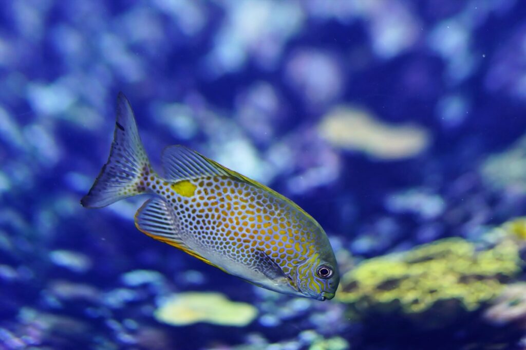 Free Images : underwater, harbour, coral reef, invertebrate, aquarium ...