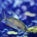 Free Images : underwater, harbour, coral reef, invertebrate, aquarium ...