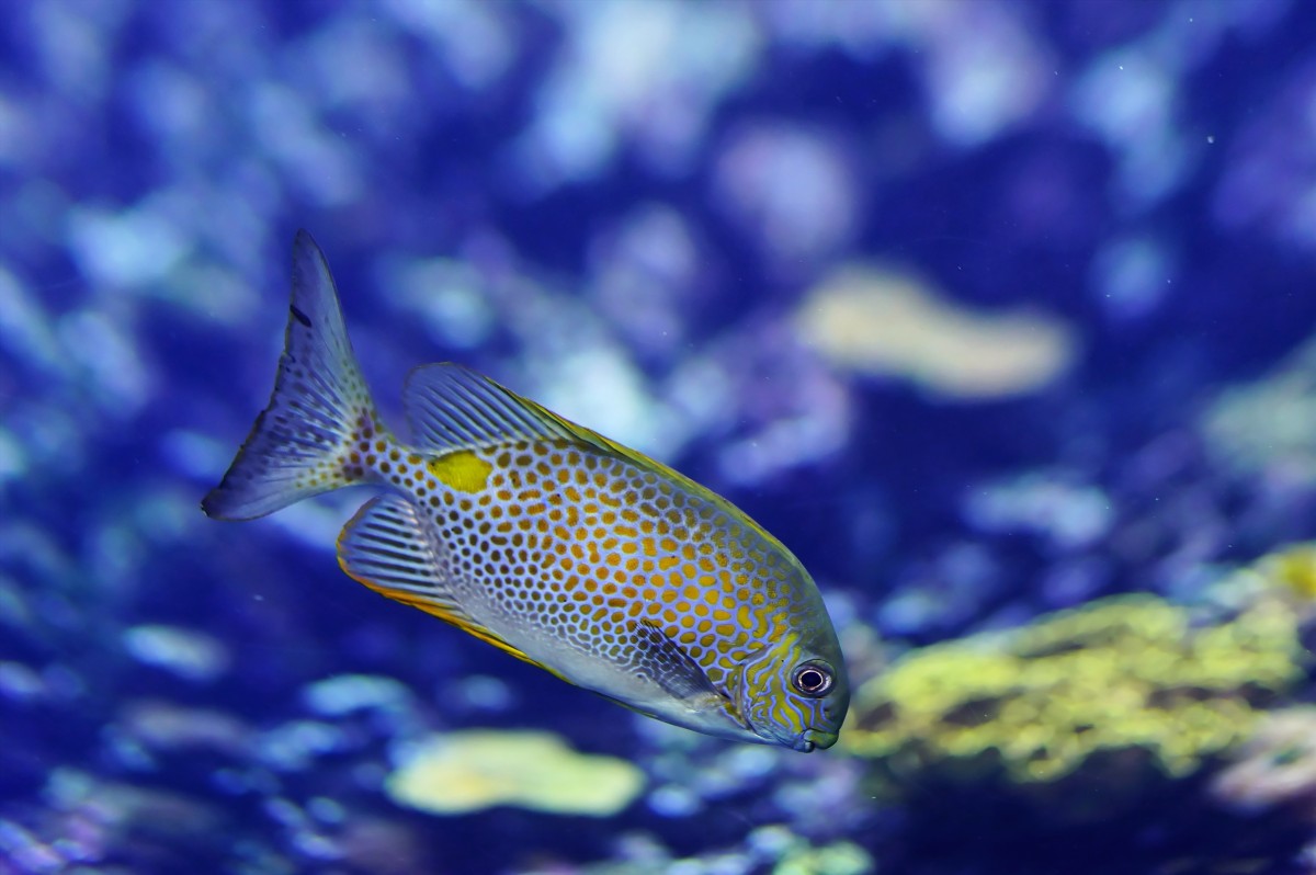 Free Images : underwater, harbour, coral reef, invertebrate, aquarium ... Free Images : underwater, harbour, coral reef, invertebrate, aquarium ...